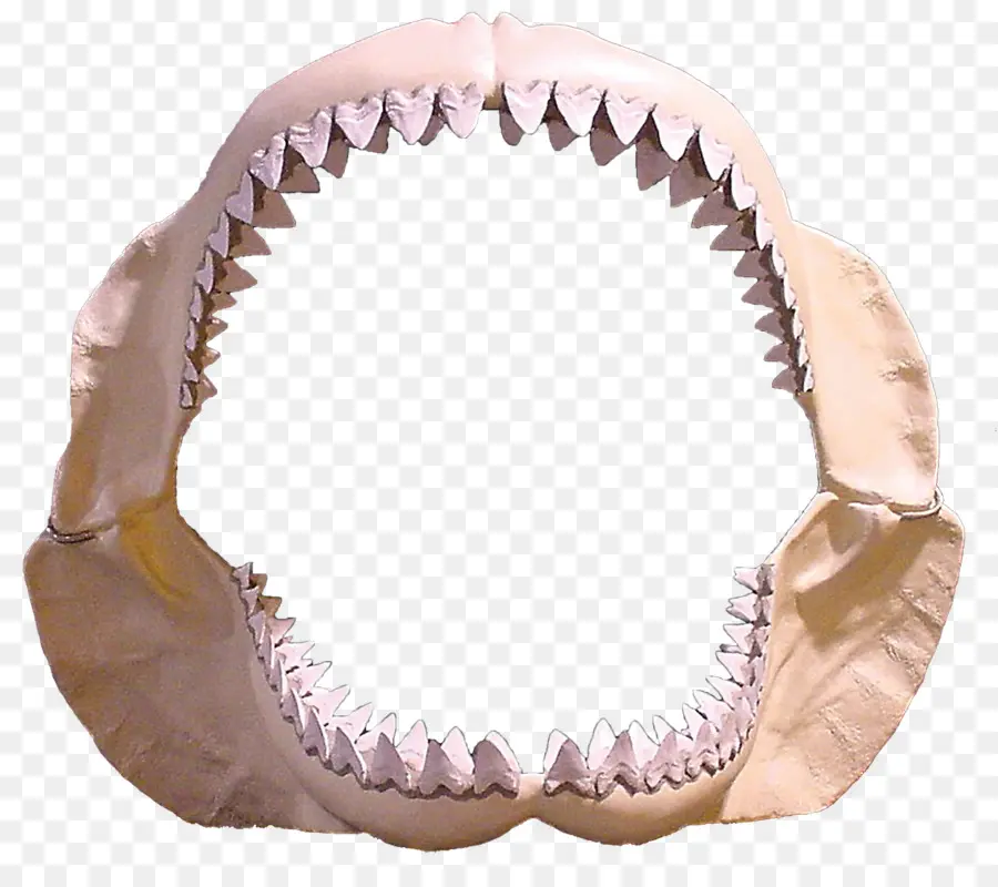 Mâchoires De Requin，Dents PNG