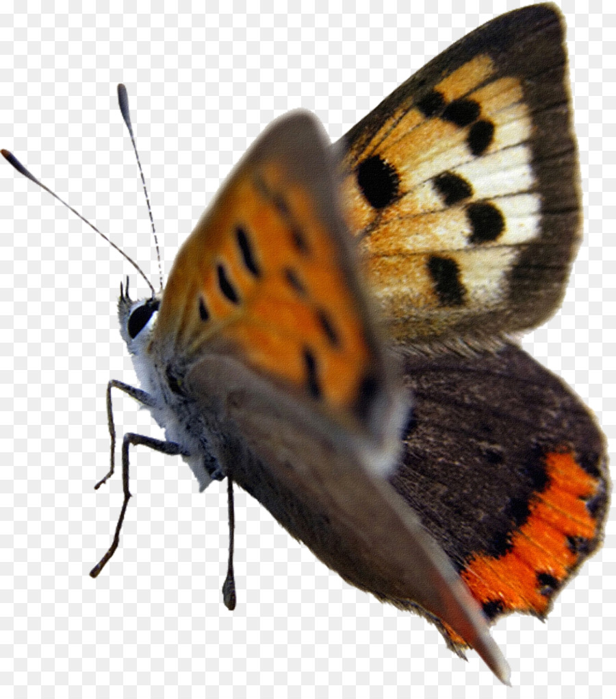 Papillon，Brun PNG