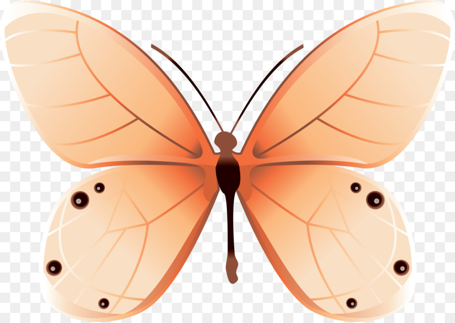Papillon，Papillon Net PNG