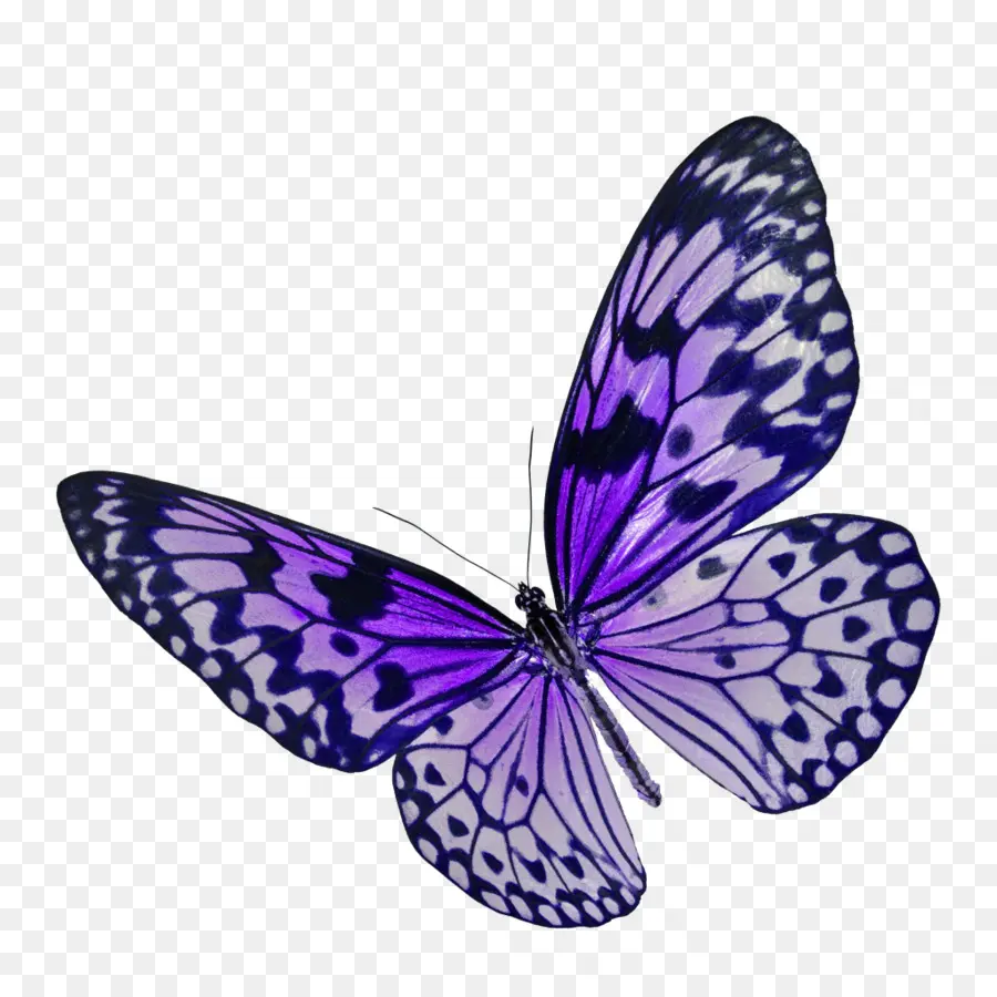 Papillon，Ailes PNG