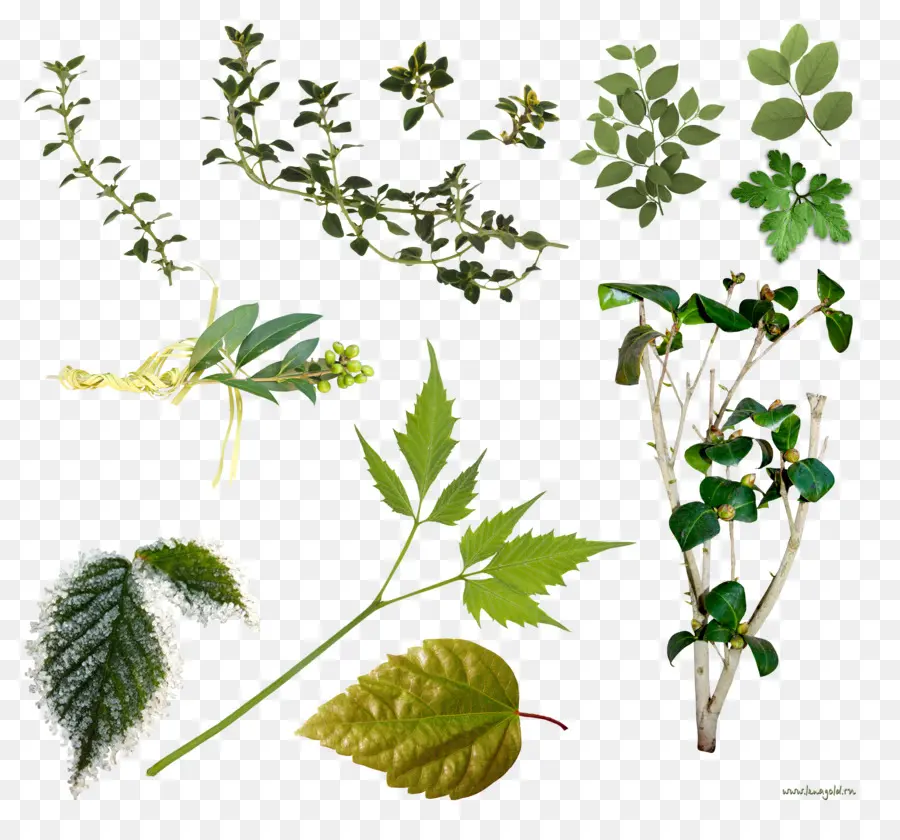 Diverses Feuilles，Feuillage PNG