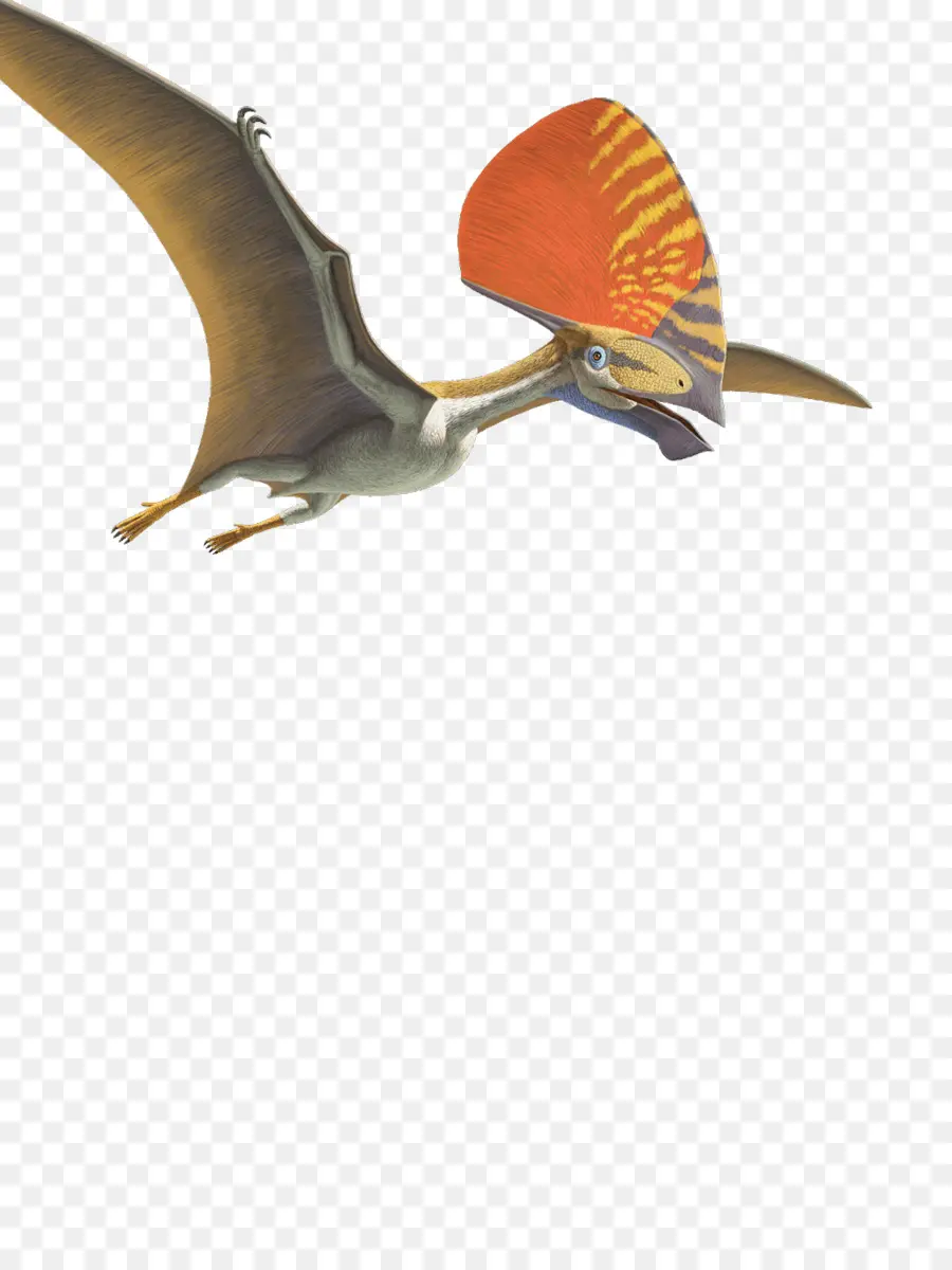 Tupandactyle，Pteranodon PNG