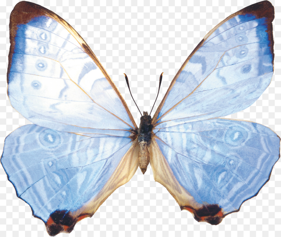 Papillon Blanc，Ailes PNG