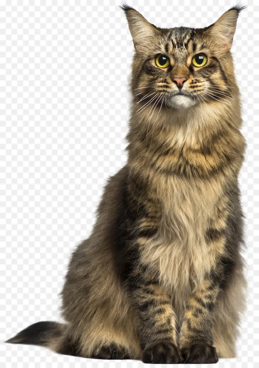 Chat，Animal De Compagnie PNG