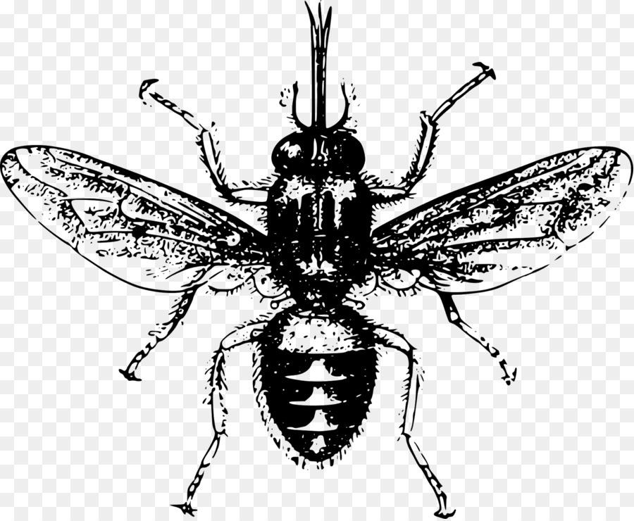 Abeille，Insecte PNG