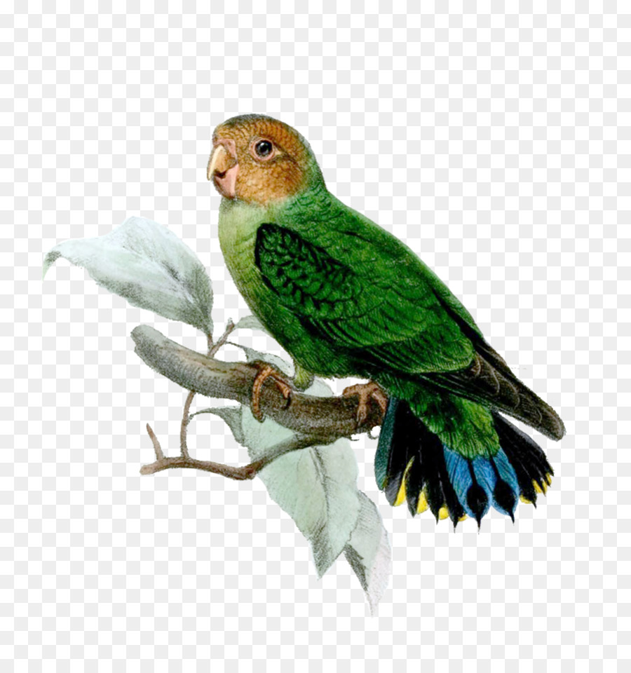 Perroquet，Oiseau PNG