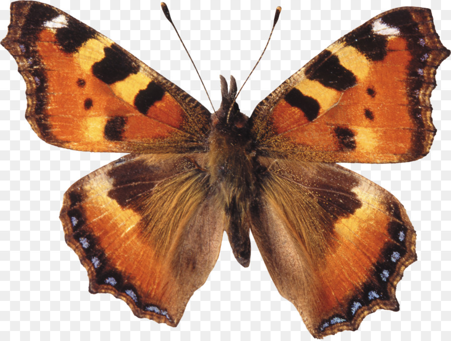 Papillon Noir，Ailes PNG