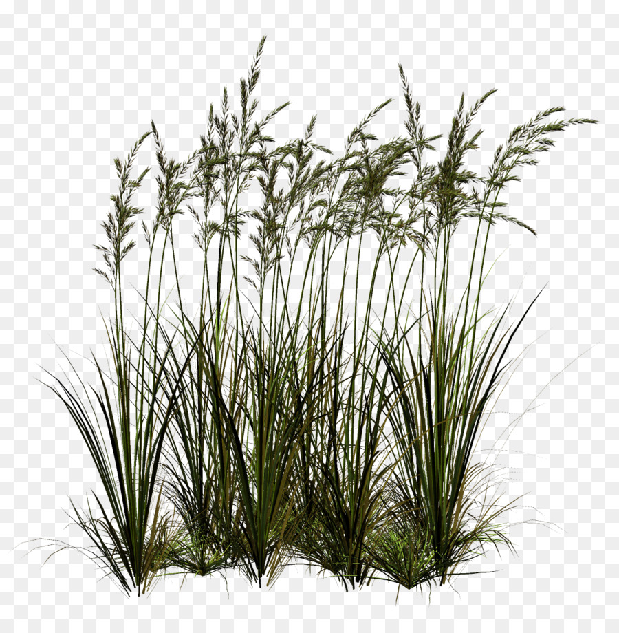 Herbes Hautes，Vert PNG