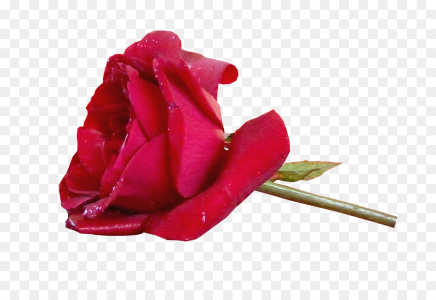 Rose Rouge，Fleurir PNG