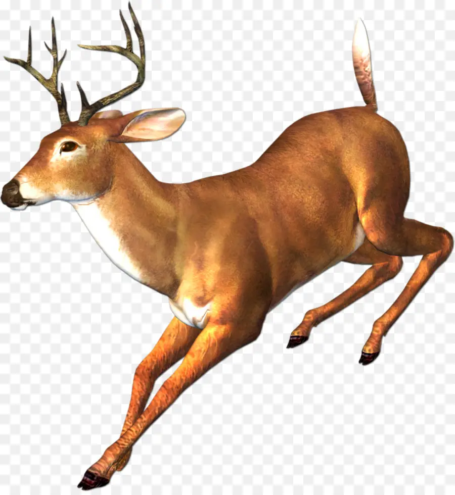 Cerf，Whitetailed Cerf PNG