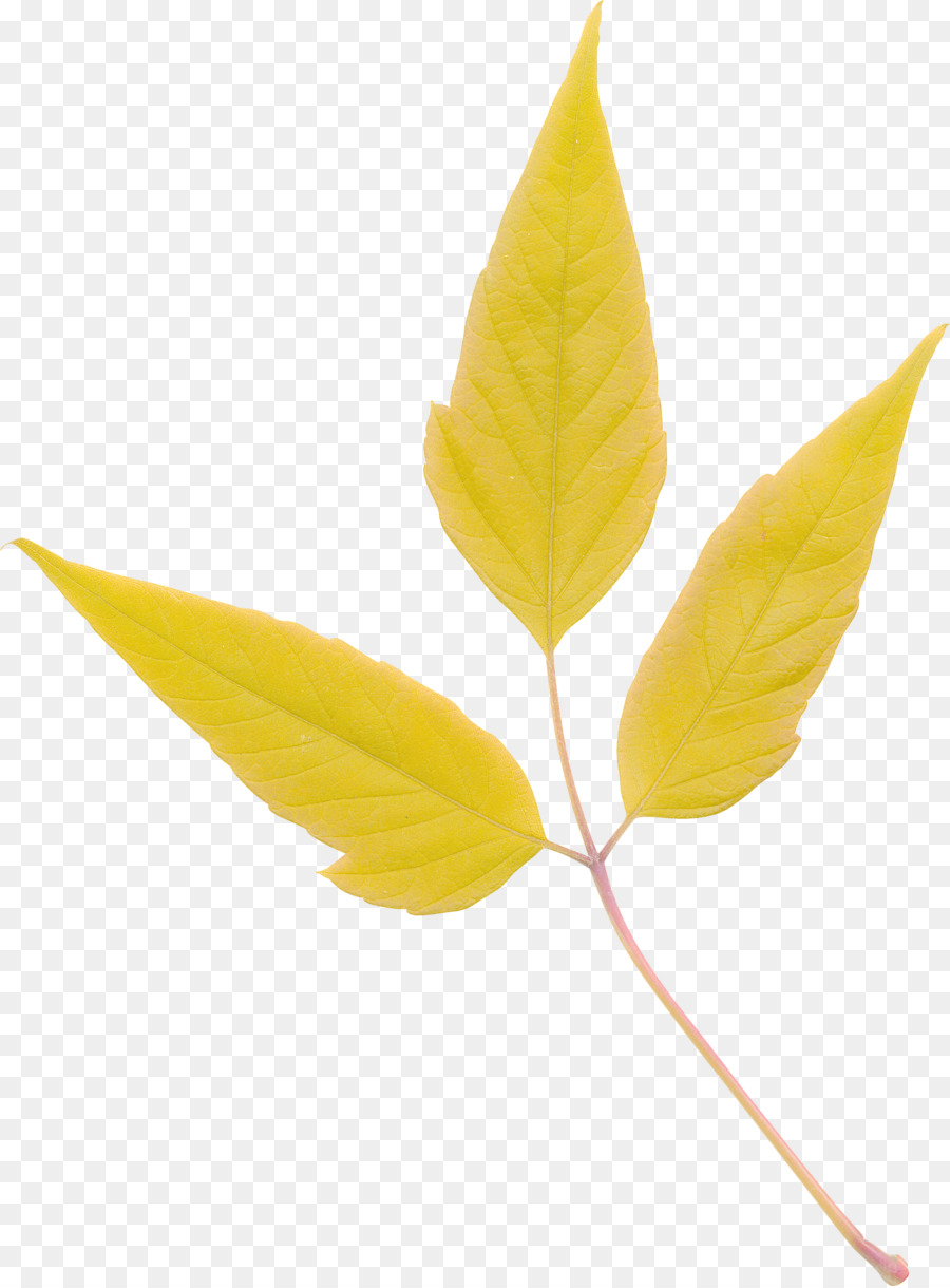 Feuille Jaune，Automne PNG