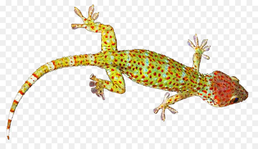 Reptile，Lézard PNG