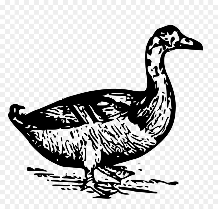 Canard，Eau PNG