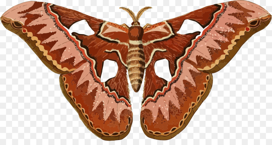 Papillon De Nuit，Ailes PNG