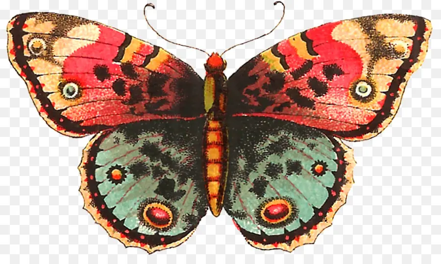 Papillon，Papillon De Nuit PNG