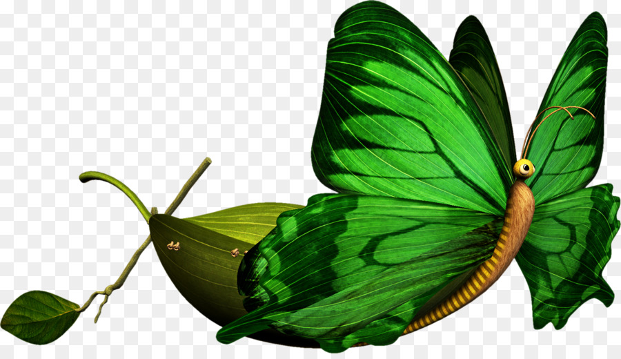 Papillon，Ailes PNG