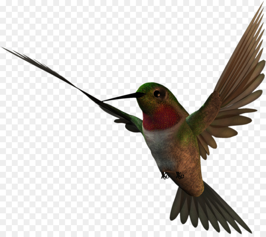 Colibri，Oiseau PNG