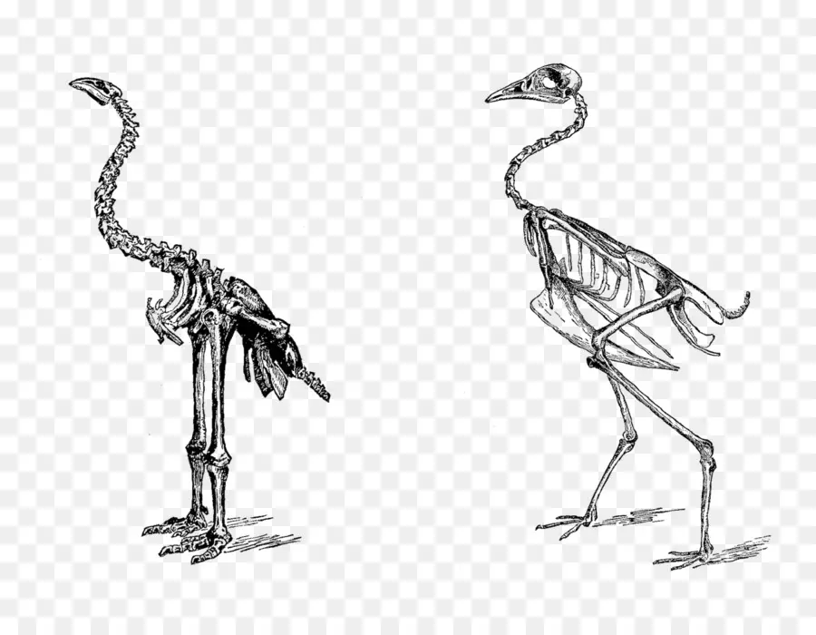 Squelettes D'oiseaux，Anatomie PNG