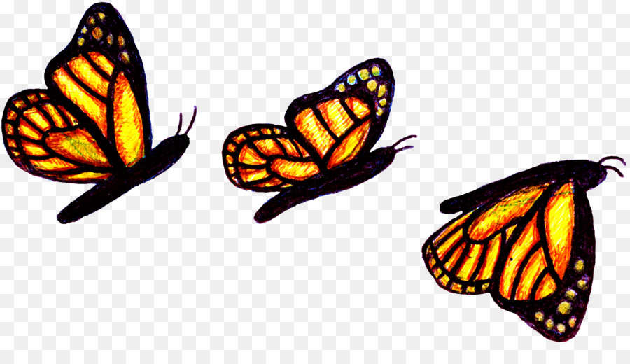 Ailes De Papillon，Coloré PNG