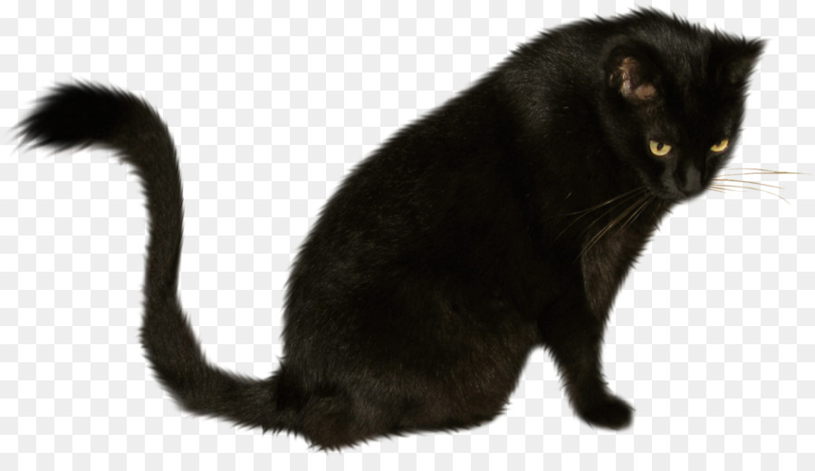 Chat Noir，Animal De Compagnie PNG