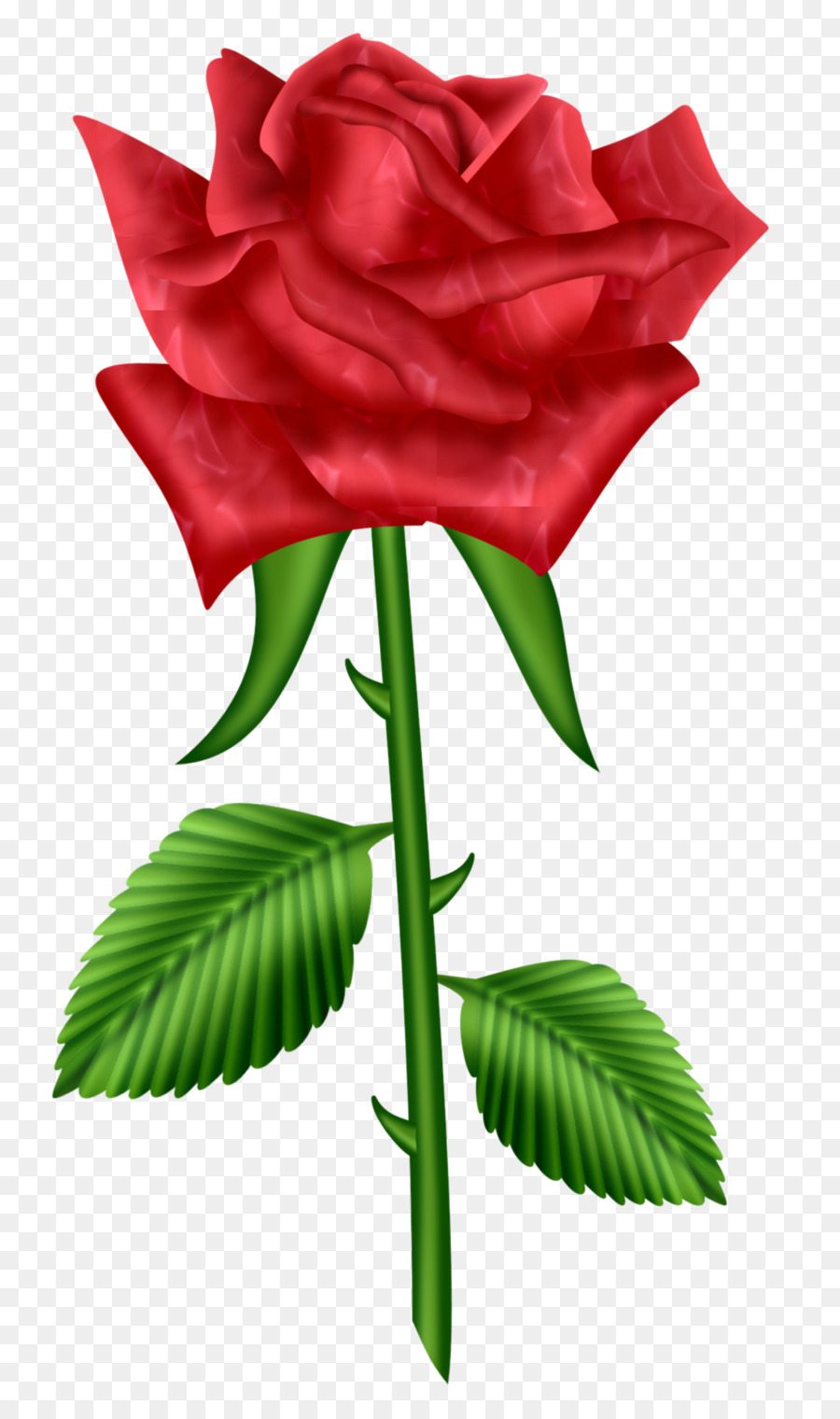 Rose，Rouge PNG