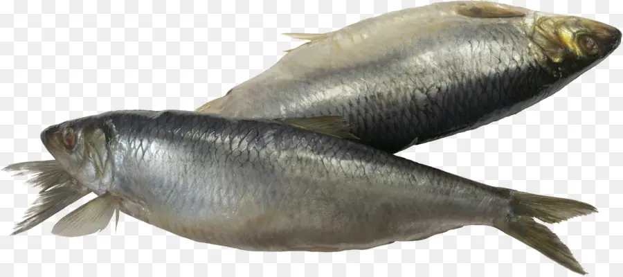 Deux Poissons D'argent，Aquatique PNG