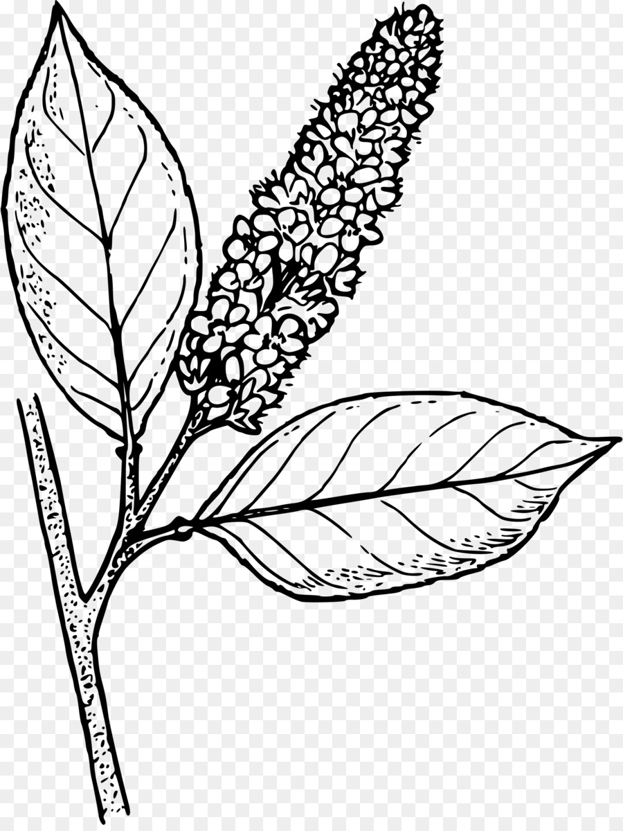 Dessin De Fleur，Feuilles PNG