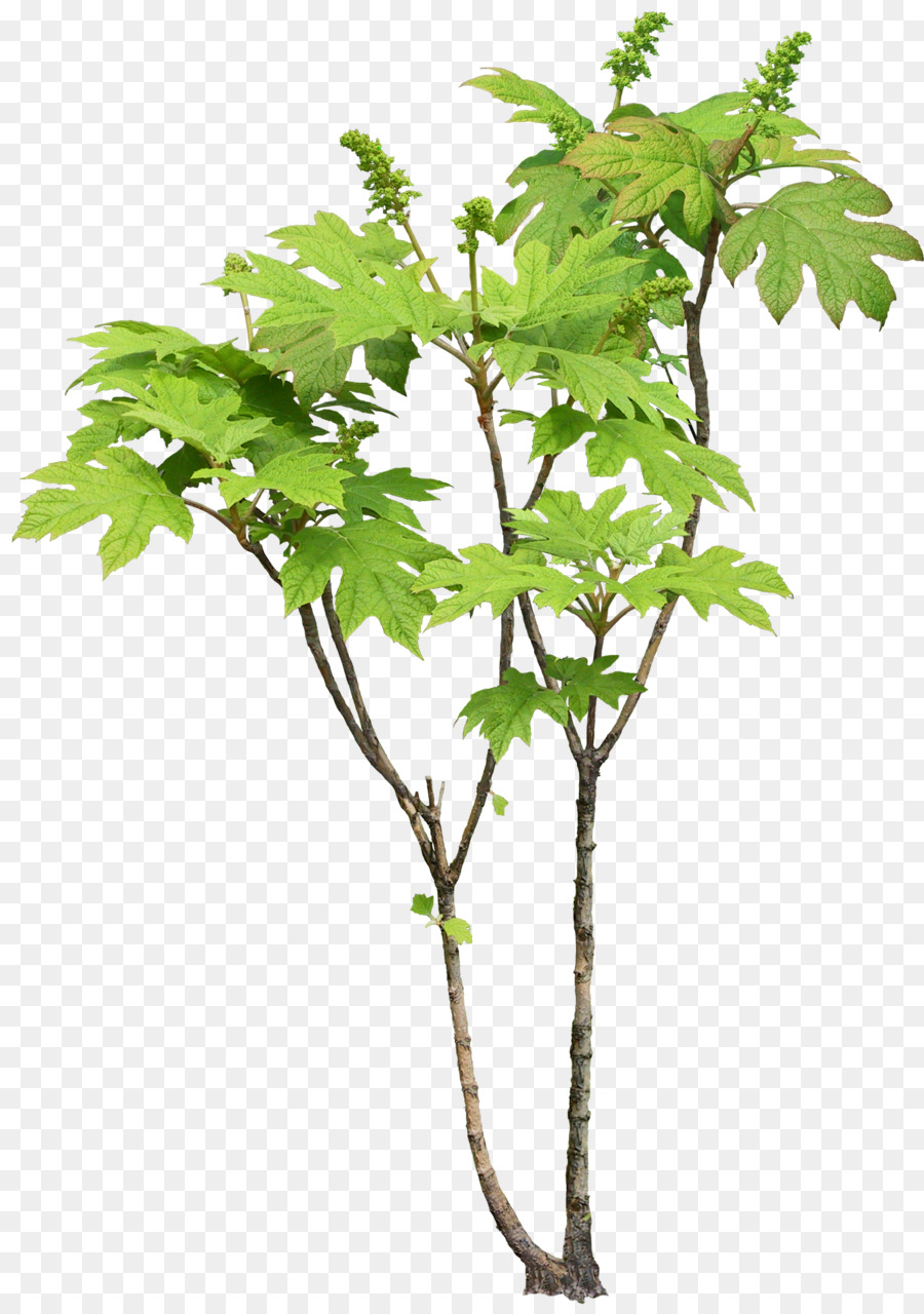 Plante à Feuilles Vertes，Feuilles PNG