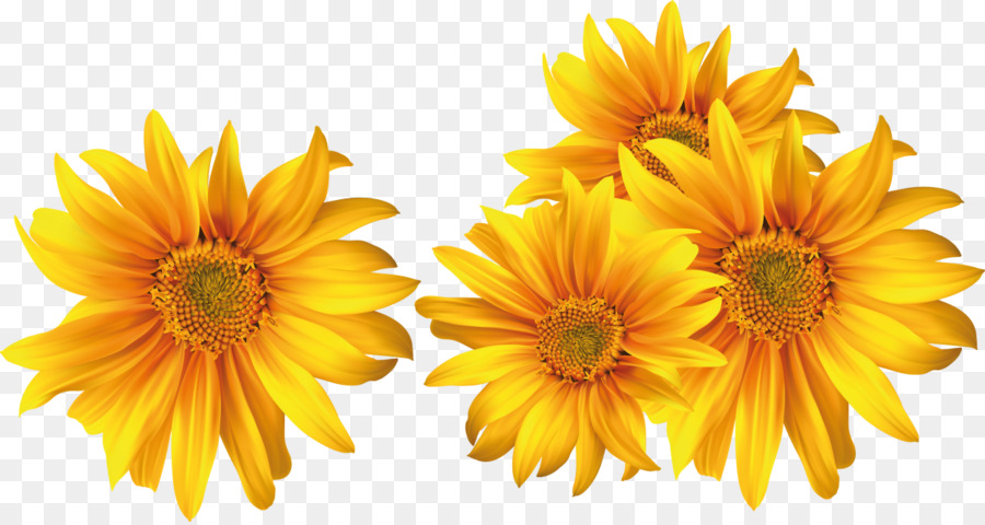 Fleur，Depositfiles PNG