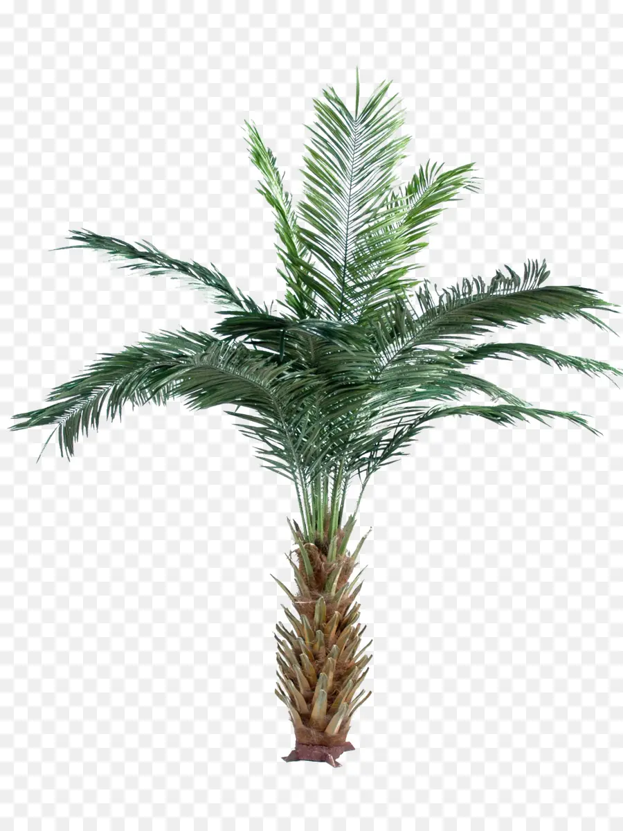 Plante De Palmier，Feuilles PNG