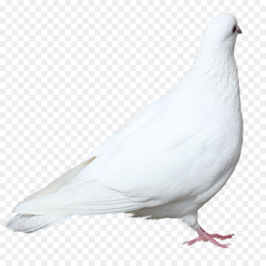 Colombe Blanche，Pigeon PNG