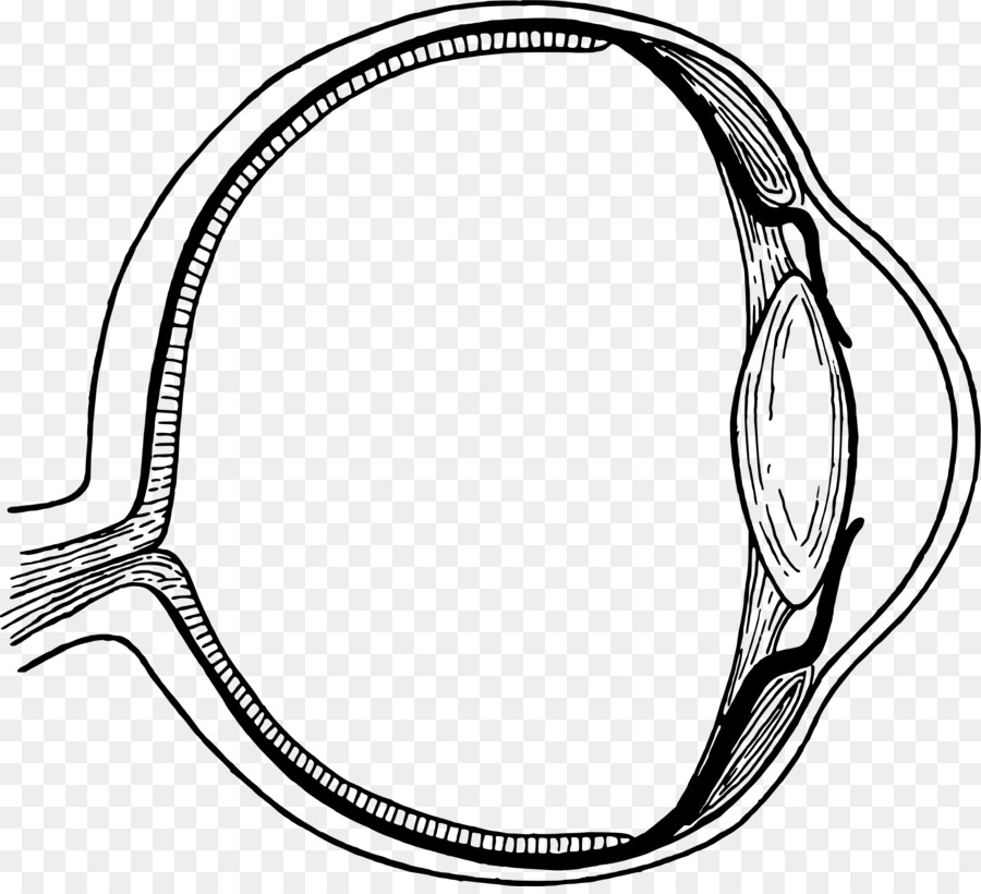 Coupe Transversale Des Yeux，Anatomie PNG