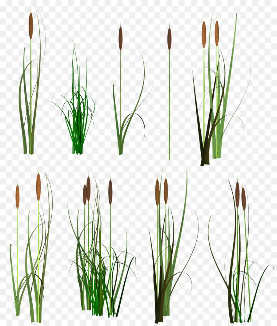 Scirpus，Roseau PNG