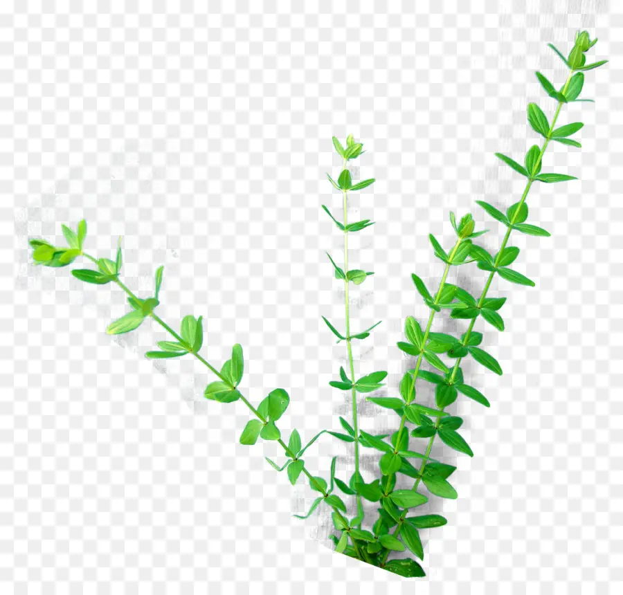 Plante Verte，Feuillage PNG