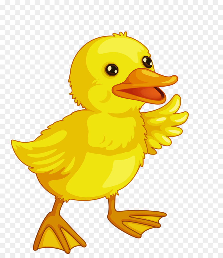 Canard Bebe Canards Bebe Canard Png Canard Bebe Canards Bebe Canard Transparentes Png Gratuit