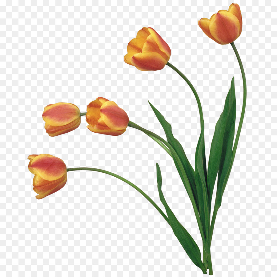 Tulipes Jaunes，Tulipes PNG