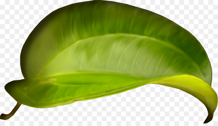 Feuilles Vertes，Nature PNG