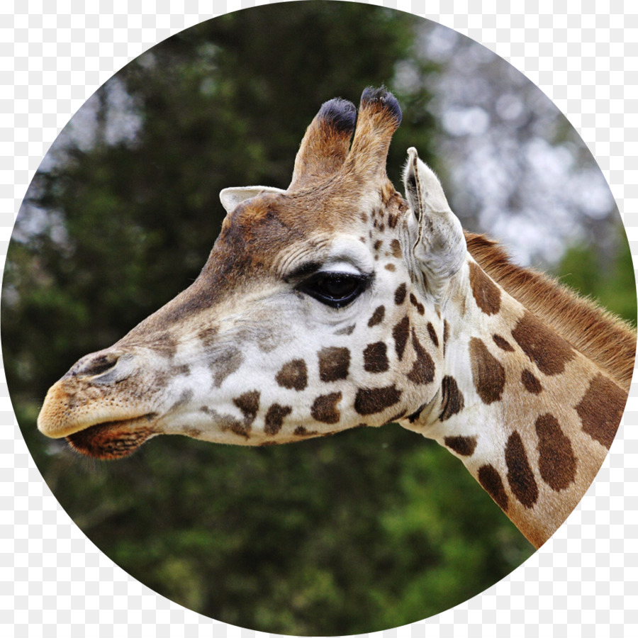 La Girafe Réticulée，Zoo De Lee Richardson PNG