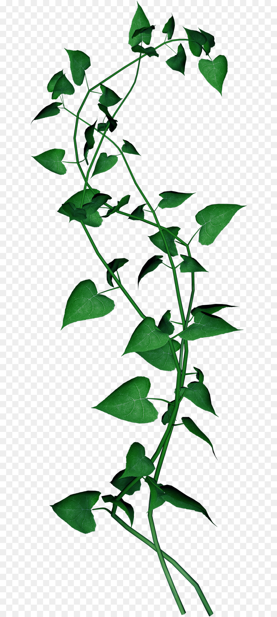 Vigne Verte，Feuilles PNG