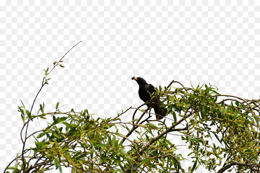 Arbuste，Oiseau PNG