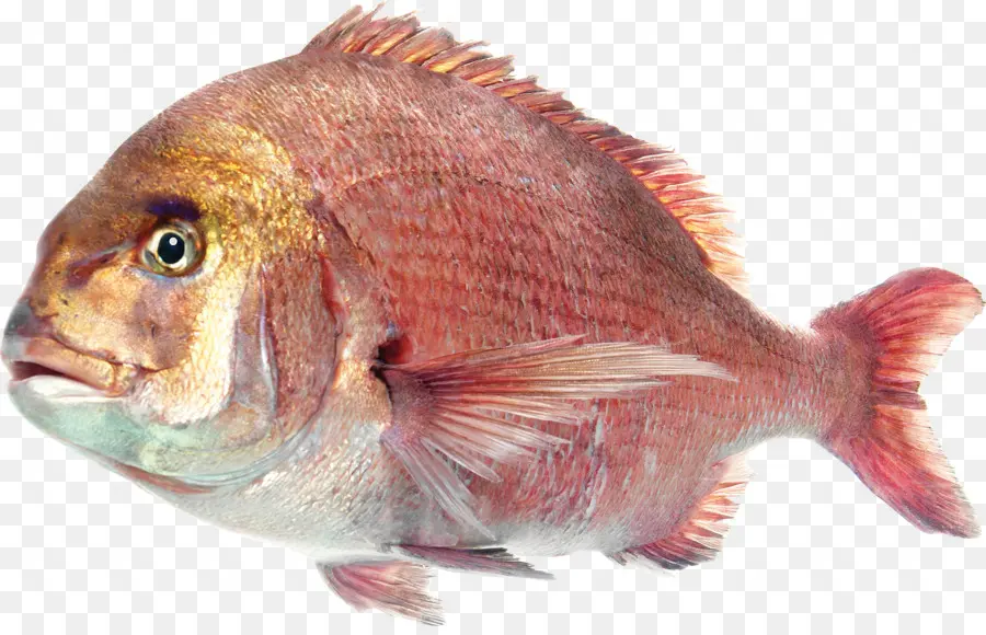 Poisson，Aquatique PNG