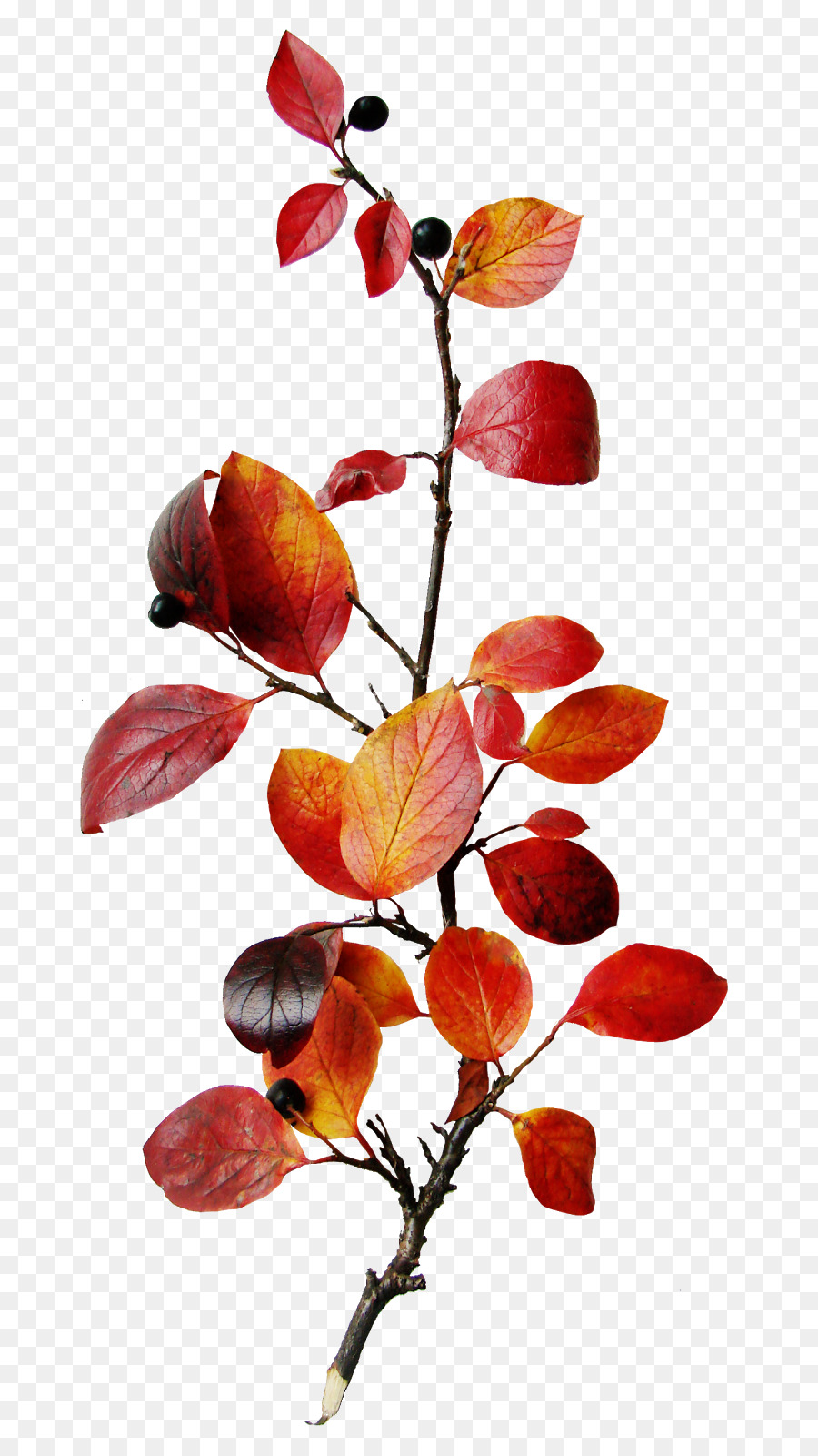 Feuilles D'automne，Bifurquer PNG