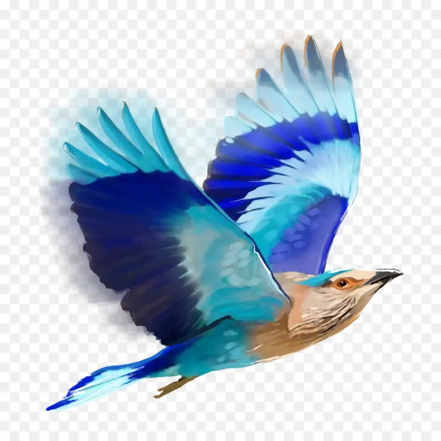 Oiseau，L édition PNG