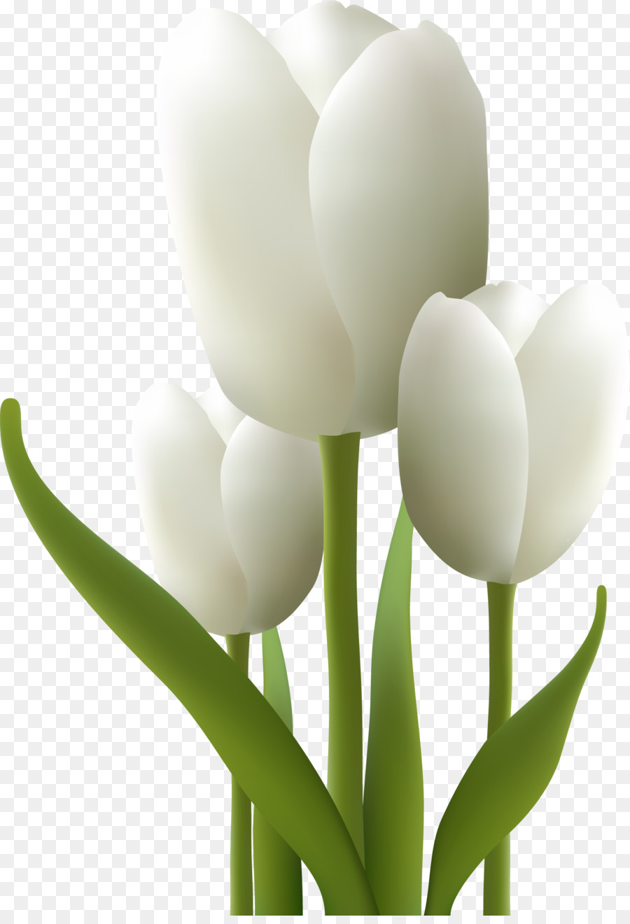 Tulipes Blanches，Fleurir PNG