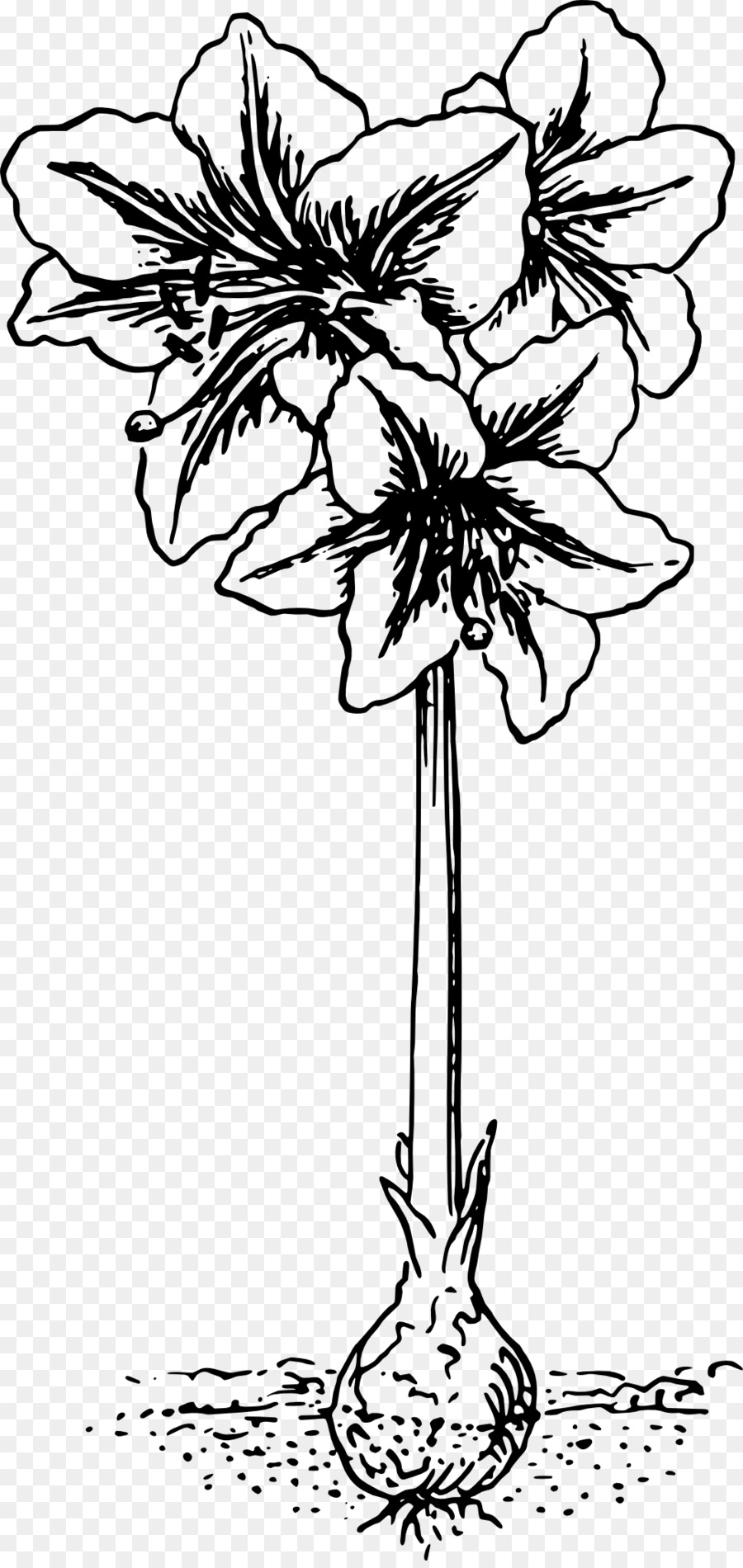 Fleur，Noir Et Blanc PNG