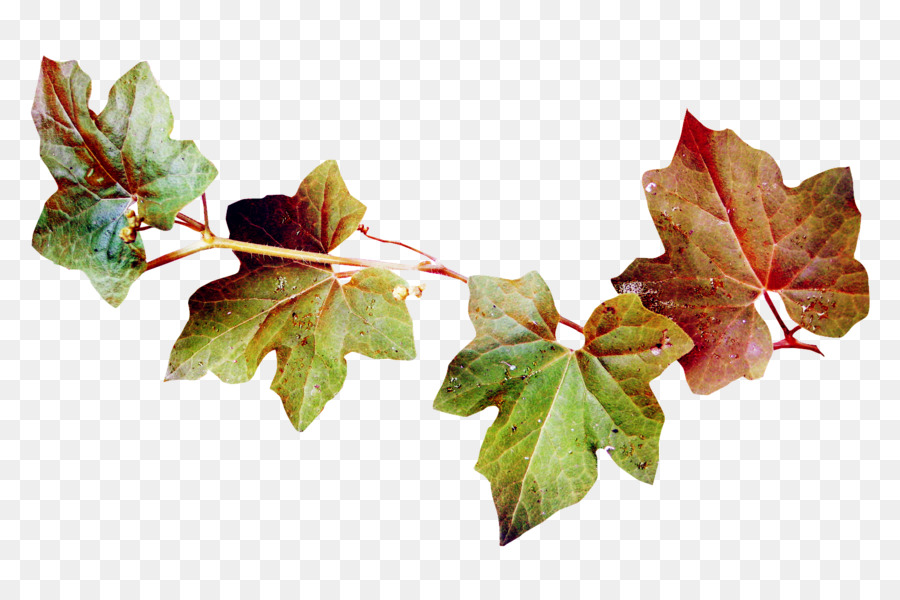 Lierre Vert，Feuilles PNG