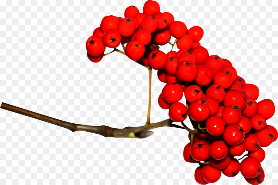 Sorbus Aucuparia，Baie PNG