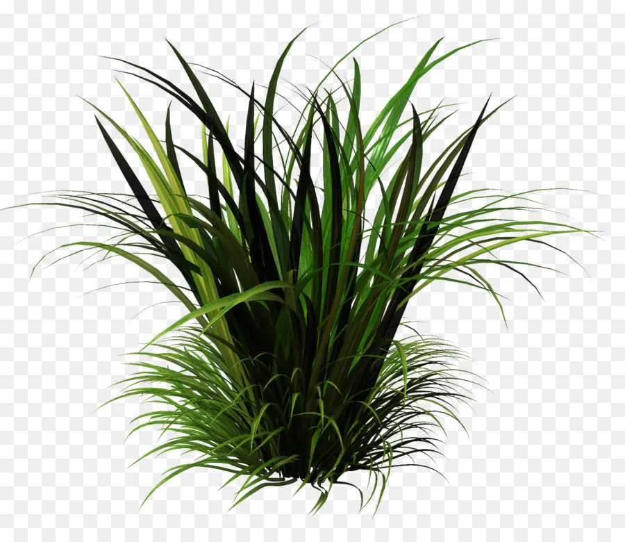 Herbe Verte，Pelouse PNG