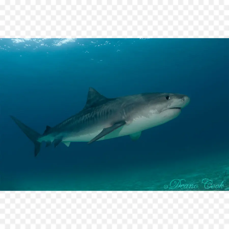 Requin，Océan PNG