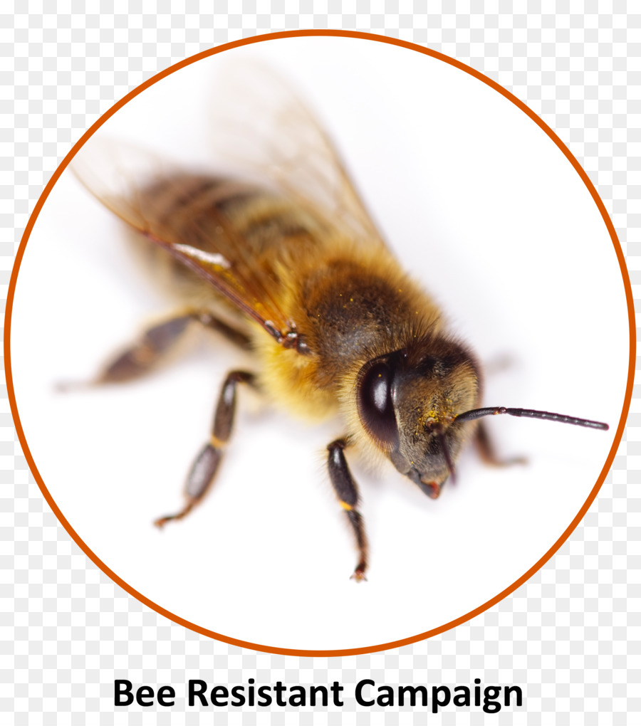 L Anaphylaxie Campagne，L Anaphylaxie PNG